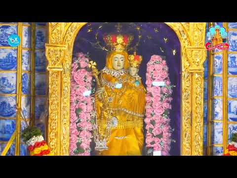 🔻 LIVE MASS || വേളാങ്കണ്ണി പള്ളിയിൽ നിന്ന് മലയാളം ദിവ്യബലി തത്സമയം || (MON to SAT 9 AM)