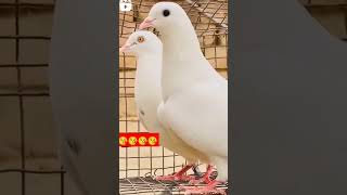 Top Cl Punjabi Malwai Kabootar Chatri Wale