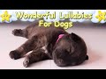 Effective Sleep Music For Dogs And Puppies ♫ Calm And Relax Your Dog Immediately
