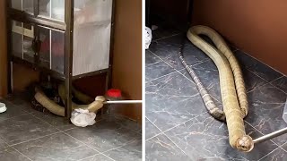 Giant King Cobra Caught Hiding Under Cabinet #shorts