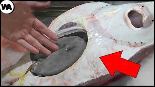 When a Stingray Says Thank You to Evolution