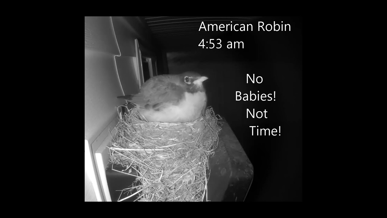 American Robin Nest Cam - What happens overnight?  Bridgeport Michigan 05.21.2023
