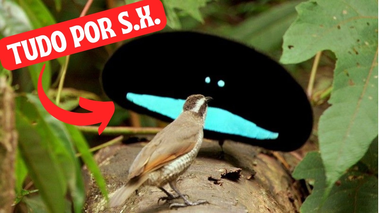 LOUCOS! Os Rituais de  Acasalamentos Mais Estranhos das Criaturas