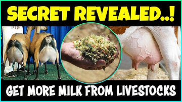 Dairy Fodder Crops | Livestock Feed Production | Dairy Farming