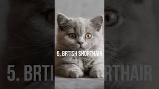 Top 10 Most Popular Cat Breeds In The World #cat #cats #catbreeds #popular