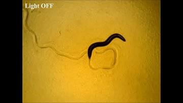 A sensory-motor neuron type mediates proprioceptive coordination of steering in C. elegans