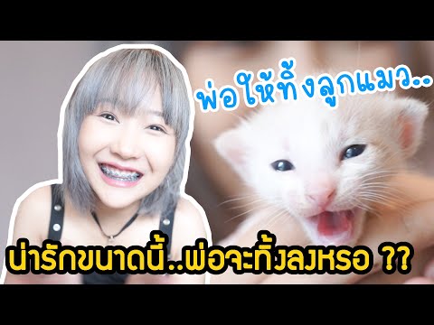 แมวจรEP.3 อัพเดทแมวทั้ง8ตัว พ่อกล้าทิ้งไหมละ???!! ลูกแมวจรอยู่ยังไง?