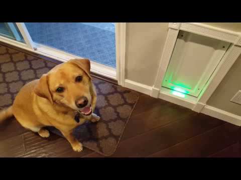 homemade-pneumatic-dog-door