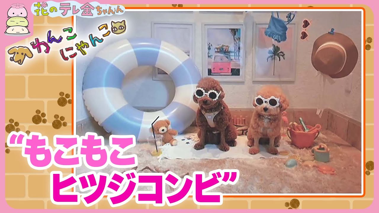 【わんこにゃんこ】“もこもこヒツジコンビ”ワンコ＆ネコパンチに負けない根性ポメラニアンが登場