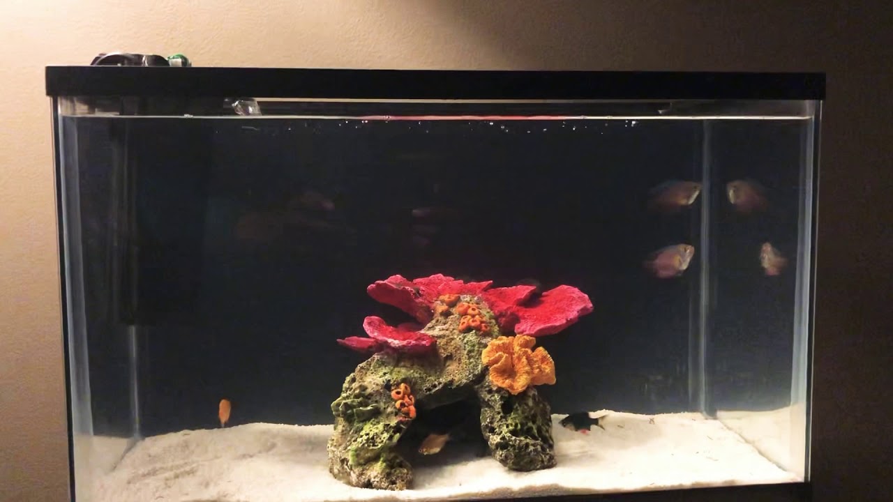 camera iphone 8 plus apk 10 Gallon freshwater aquarium
