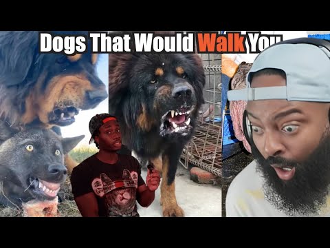 These Dogs Would Send You to the AFTERLIFE!!