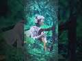【Tei Hinoto】🌲🌳🌳🌲