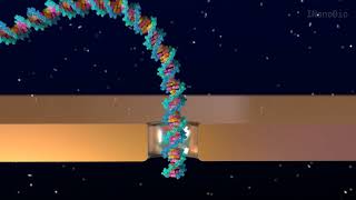 Celebrity Solid State Nanopore Animation Video Profile
