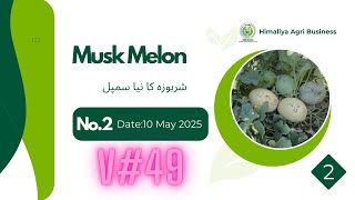 New Sample No.2 of Melon #melon #sharboza #viralvideo #himaliya #agribusiness #agriculture #farmer
