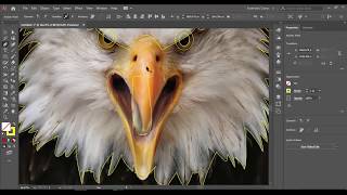 Adobe Illustration  How to Make Pattern bald eagle with adobe illustration How To Create A Bold Eagle Logo In Illustrator Step By Step Tutorial