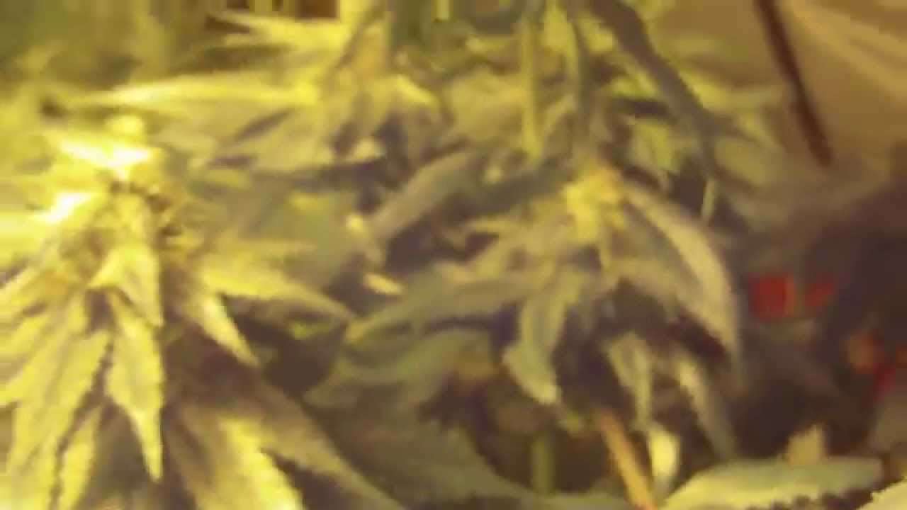 Bubba Kush(Greenhouse seeds) -one month into flower