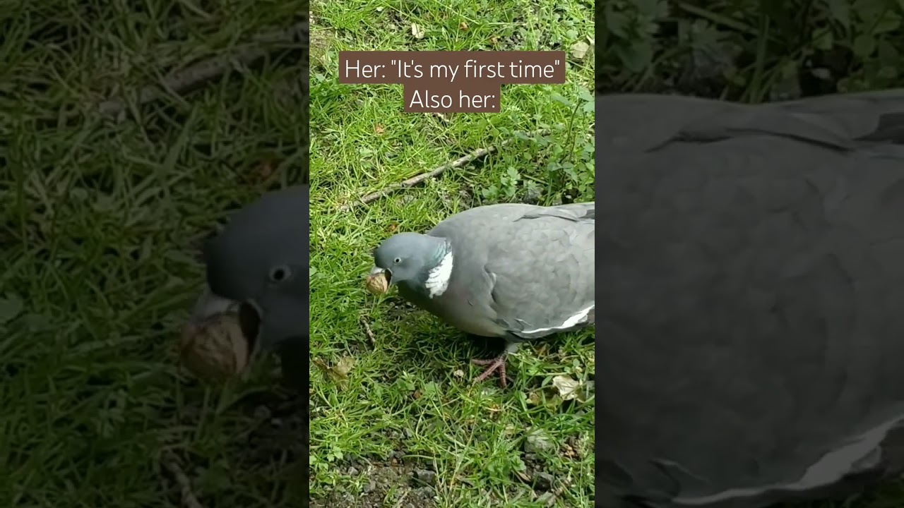 Bird swallows my nuts whole