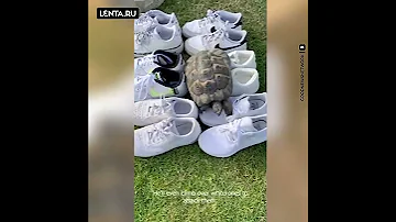 👟 Черепаха ненавидит любую чёрную обувь, которая оказывается рядом с ней:))) #shorts #черепаха