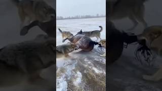 Anti Gravity Glitch! 🚫🌍 Horse Launches Wolf into Orbit 🚀 #viralvideo #horse #animals #wildlife