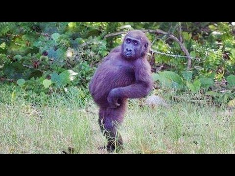 Videos De Risa De Animales 2023   Momentos Divertidos con ANIMALES Grabados En VÍDEO😂1