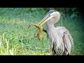 Great Blue Heron hunts, spears and swallows Bullfrog whole