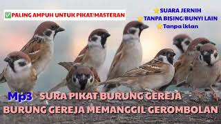 SUARA BURUNG GEREJA RIBUT // SUARA PIKAT BURUNG GEREJA