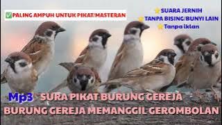 SUARA BURUNG GEREJA RIBUT // SUARA PIKAT BURUNG GEREJA