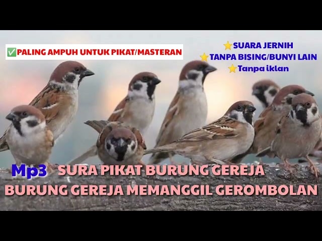 SUARA BURUNG GEREJA RIBUT // SUARA PIKAT BURUNG GEREJA class=