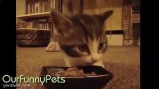 Новые Приколы с Кошками hd Подборка 2 Новые Приколы с Кошками hd Подборка 2