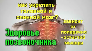 Спасая Поперечно-Остистую Мышцу, Мы Спасаем Шею, Мозг, Позвоночник. Упражнения Для Укрепления