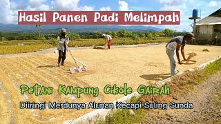 Suasana Yang Indah Saat Panen Padi Berlimpah || Diiringi Merdunya Kecapi Suling Sunda