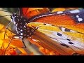 Butterfly Wing Mechanics and Flight