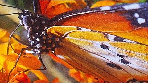 Yes, Butterflies Zigzag Wildly for a Reason