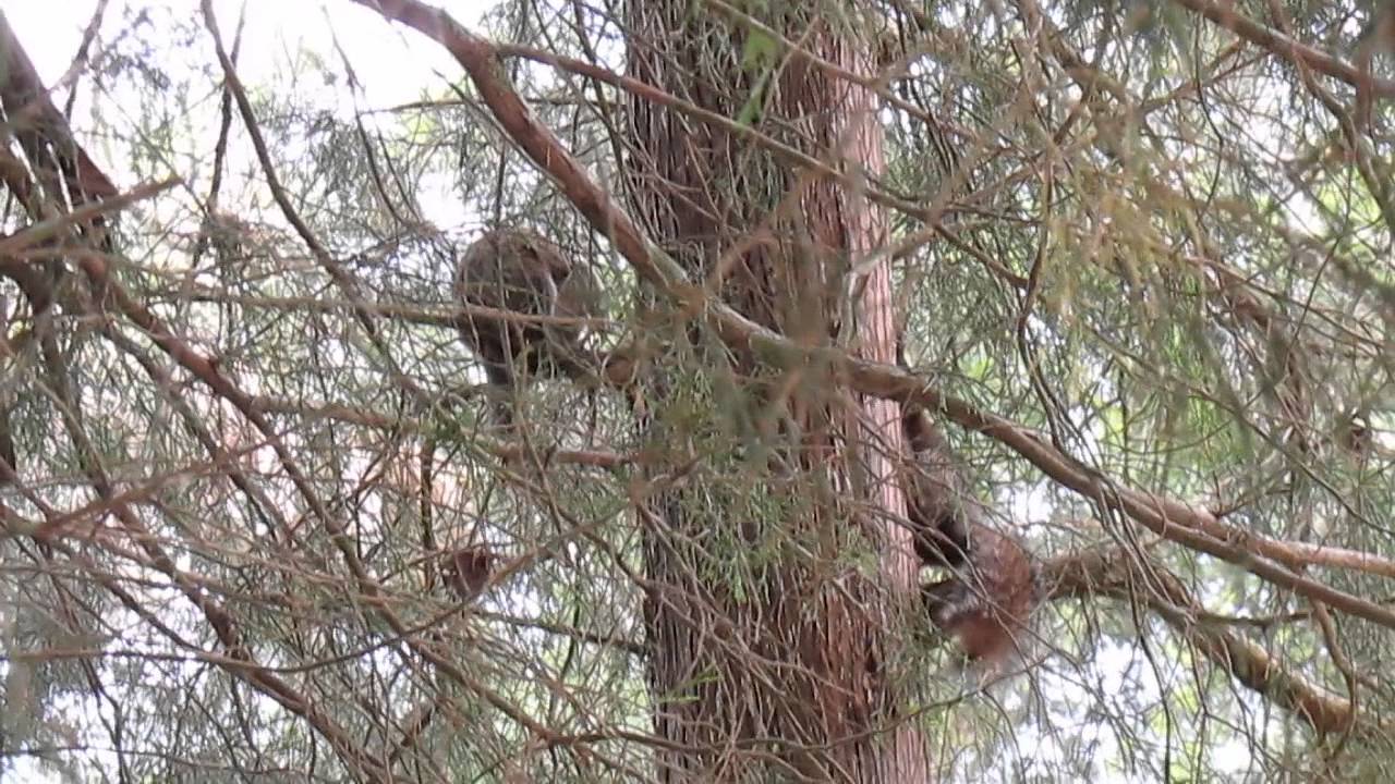 3 squirrels mating YouTube