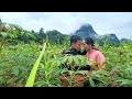 Harvesting the strawberry garden with linh  bad guys came to steal all my money