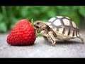 Turtle  une vido mignonne et drle tortue compilation  nouveau