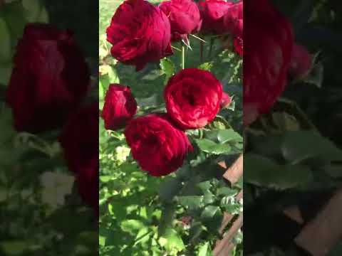 Шикарное повторное цветение