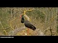 Wyrzucanie jaj bocianich przez orła Black stork in Latvia 黒のコウノトリ ,throwing eggs by an eagle