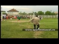 Jurnal MUSCEL TV 21 07 2004   gigi becali la steaua cuceritorii stalpeni   bogdan burhan