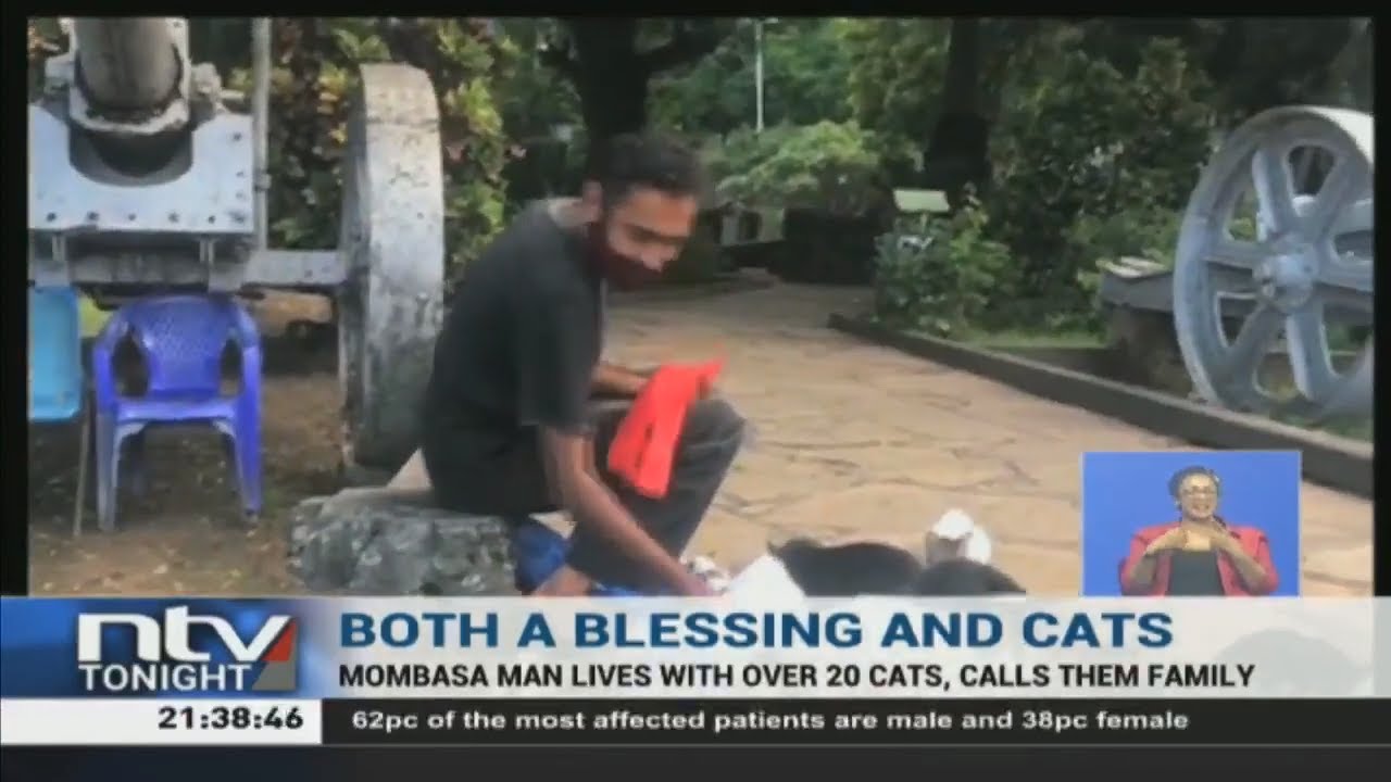 Mombasa man lives with over 20 cats, calls them family