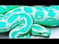 20 Rarest Snakes In The World