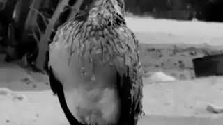 Surah Yusuf । Beautiful Quran Recitation । সূরা ইউসুফ । khalid al jaleel . screenshot 4