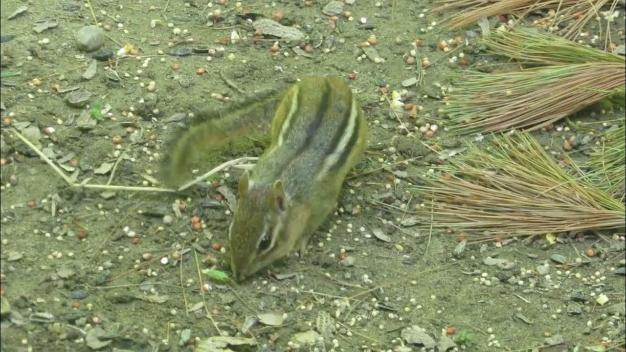 Chipmunks, Chipmunks: And More Chipmunks! - YouTube