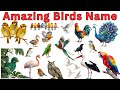 20 Amazing Birds For Kids | Birds Name In Hindi &amp; English | 🐣 Kids Learning Video 