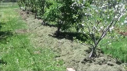 Mulching Fruit Trees