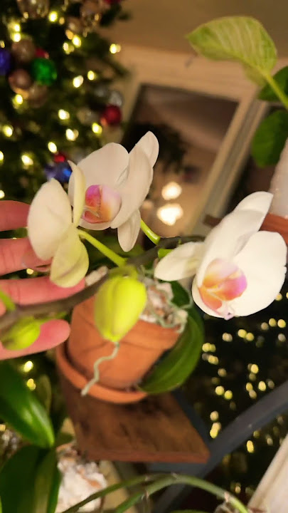 Starts again yehey #shortsvideo