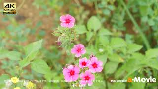 1021031　■ 花畑　ニチニチ草