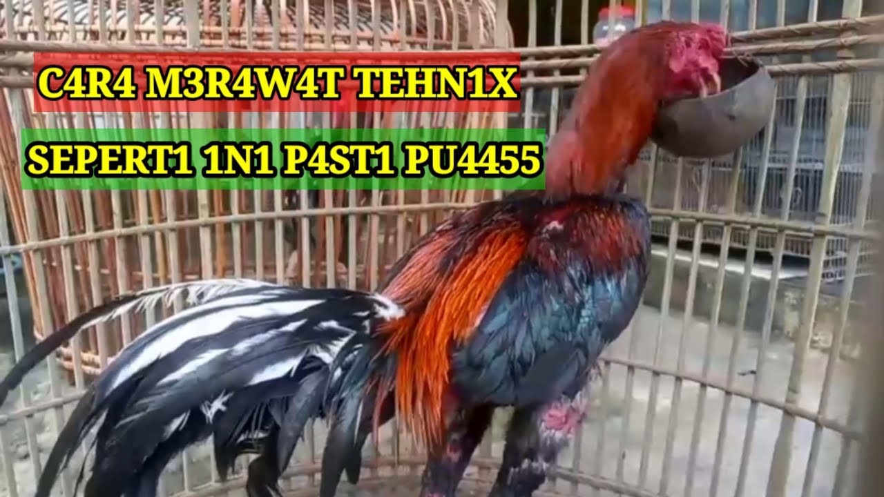 Cara Merawat ayam Tehnik agar memuaskan