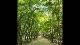 편안한~ 마실!#정읍#내장산#내장사#산책#힐링