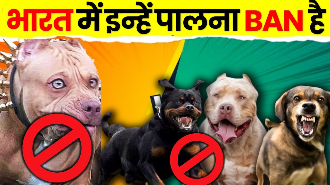 TOP 10 DANGEROUS DOGS BANNED IN INDIA dangerousdogbreeds dogs YouTube top-10-dangerous-dogs-banned-in-india-dangerousdogbreeds-dogs-youtube